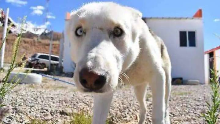 Registran más de 600 perros callejeros en Jiménez; buscan controlar la sobrepoblación