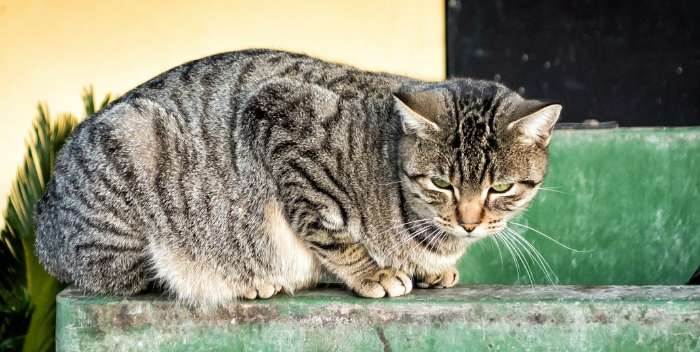 Presunto envenenamiento de Gatos en Unare