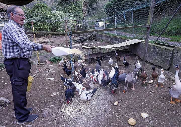 La gripe aviar golpea la producción en Asturias: «La gente tiene miedo a consumir carne de pollo»
