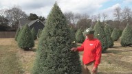Central Georgia turns festive | Christmas tree season ringing in sales at local farm