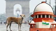 Animal lovers protest against SC order to relocate stray dogs