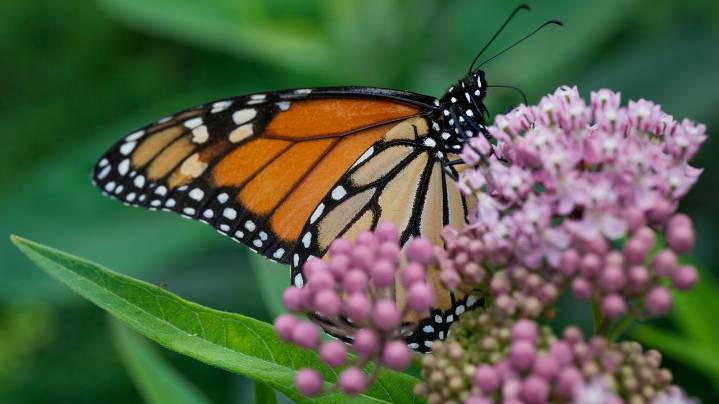 Trump administration seeks to roll back protections for imperiled species and their habitat