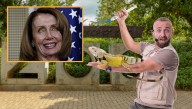 Zookeepers Scramble To Vaccinate All Lizards After Hearing Pelosi Got COVID