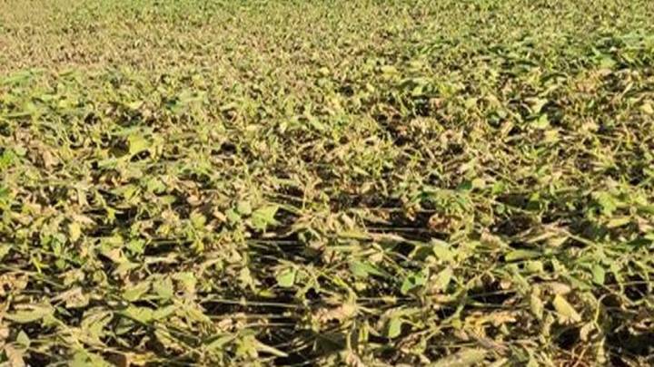 La lluvia complica la siembra de soja de primera