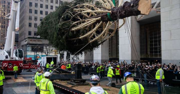 Llega al Rockefeller Center de Nueva York su famoso árbol de Navidad: encenderán sus luces el 3 de diciembre