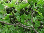 Pocas personas saben: ¿cuál es el mejor momento para plantar una higuera y cuándo podarla?