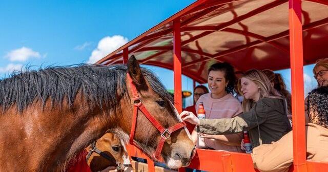 Warms Springs Ranch opens holiday season with three new Clydesdale foals