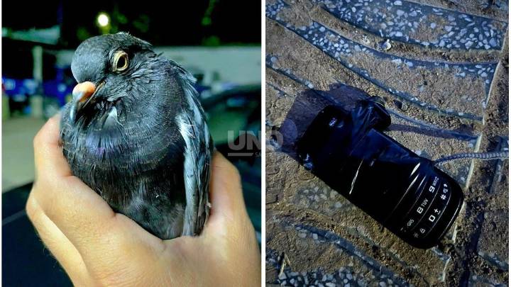 Cayó una "paloma mensajera" con un celular que habría sido enviado a un preso en la cárcel de Coronda