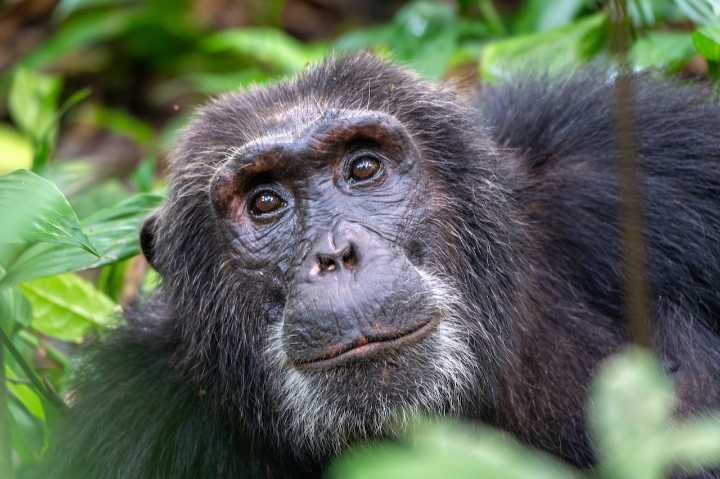 Midwest zoo enters temporary lockdown after chimp escapes enclosure