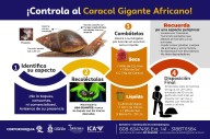 Tenga cuidado con el caracol gigante africano, (CGA)