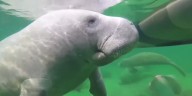 FWC reminding people to go slow, watch for manatees as temperatures drop