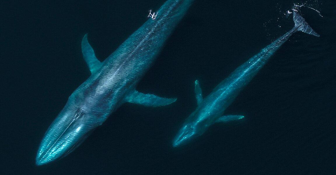 Flying with whales: Drones are remaking marine mammal research