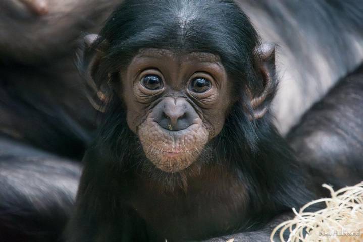 Fall in Love With Daisy the Baby Bonobo at the Cincinnati Zoo