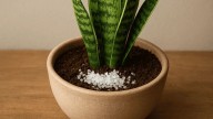 Para qué sirve poner sal gruesa en la lengua de suegra y qué beneficios tiene para la planta