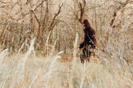 Paranormal Pa.: Driver claims he saw a creature resembling a Bigfoot on Centre County highway