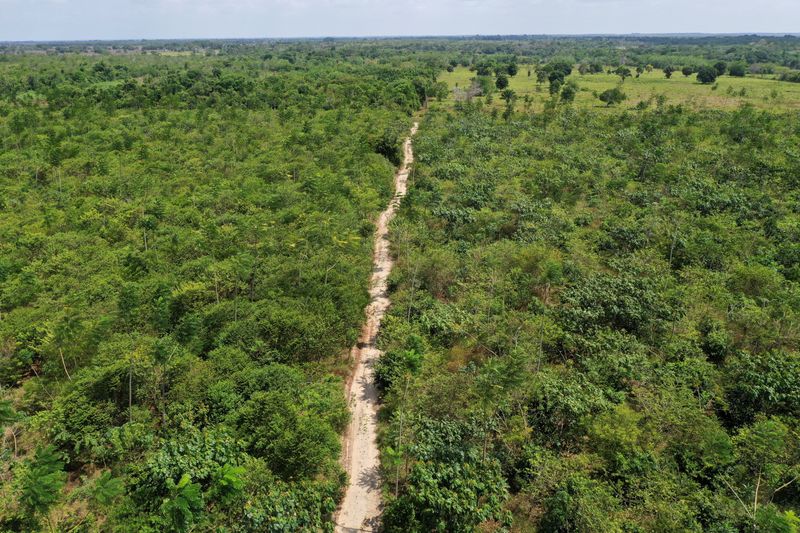Exclusive-Google deal for Amazon reforestation makes Brazilian startup its top carbon credit supplier