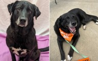 Senior Shelter Dog Went Years Without Family–Chance Encounter Changed That