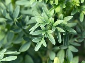 Cuáles son las propiedades curativas de la ruda