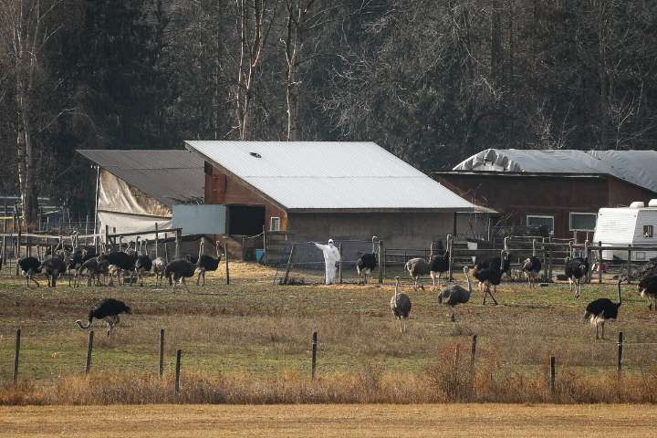 Politics Insider: Cull of ostriches on B.C. farm carried out after legal delays