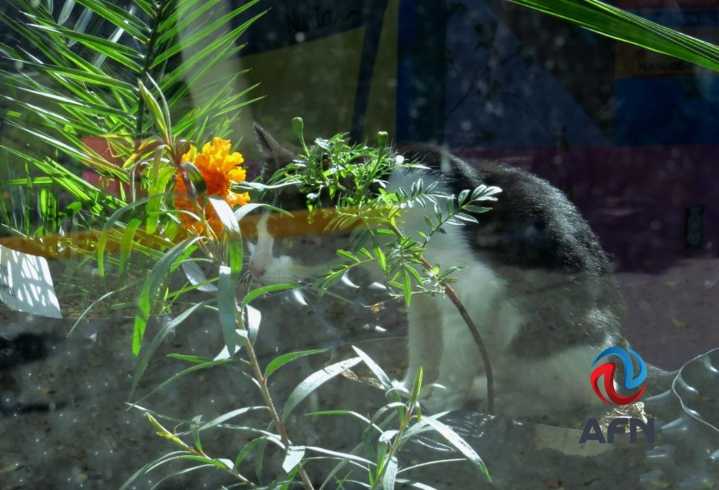 Abandonan animales domésticos en el Parque Morelos