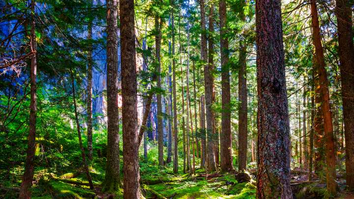 Massive Search Underway For 'Experienced' Hunter Missing In National Forest