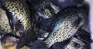 Louisiana man cited after catching 102 crappie: agents