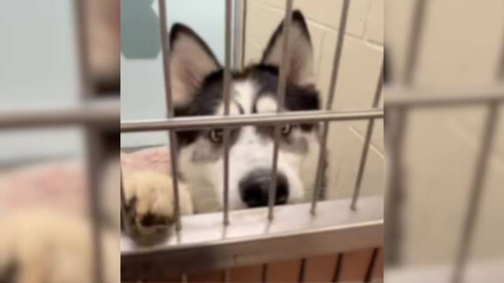 Washington Husky Watches His Brother Leave And Waits 538 Days For His Own Chance At Love