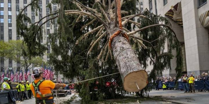Rockefeller Center Christmas tree to arrive in NYC Saturday from East Greenbush