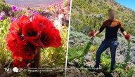 Llaman a proteger el desierto florido tras daños a especies endémicas en Atacama
