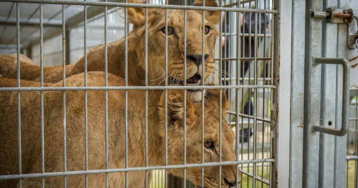Young lions play for first time since being rescued from Ukraine