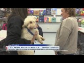 Hilliard animal rescue in dire need of adoptees