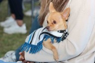 Recomendaciones para atender a tu mascota en caso de emergencia