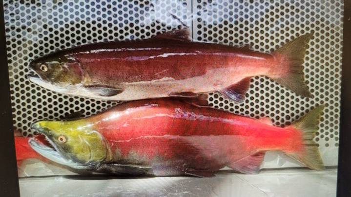 Fish survive Green Peter ‘mass die-off’ to return as sockeye salmon