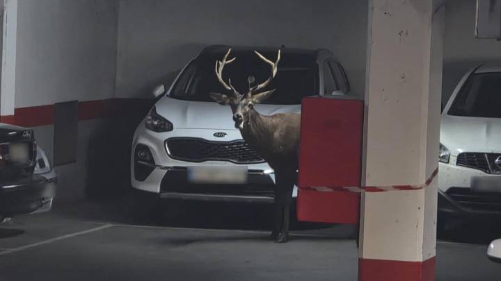 El inesperado visitante por las calles de Zamora: un ciervo se cuela en un parking tras recorrer el casco urbano