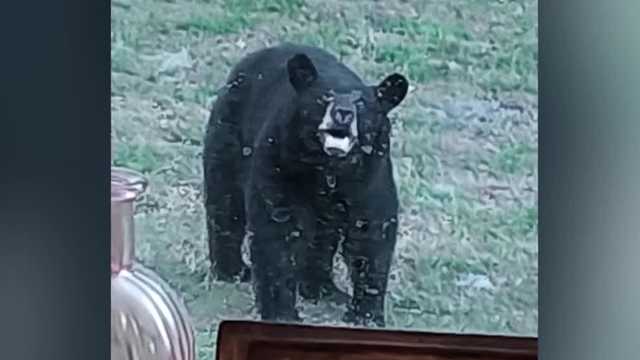 Man kills bear next to her cub on neighbors Central Florida land