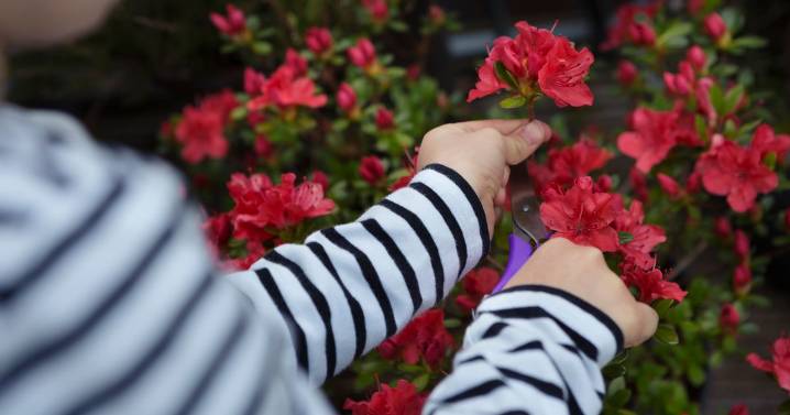 Eight plants gardeners should 'never' prune this November