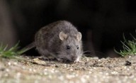 Bariloche: confirman la muerte de un hombre por hantavirus