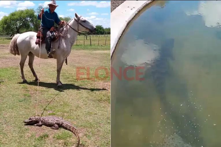 Video: trabajador rural rescató a un yacaré, lo cuidó en un tanque y lo devolvió al arroyo