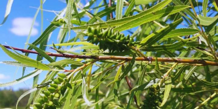 Sauce criollo: el árbol del Delta que vuelve a florecer en la ciencia argentina