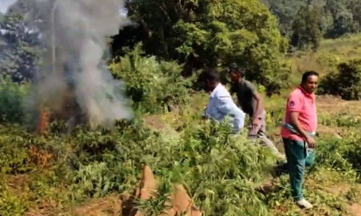 Police destroy large tracts of illegal ganja plantations in Kandhamal