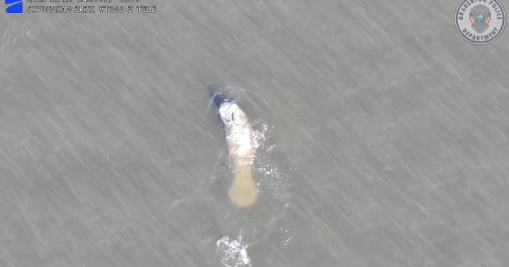 Bradenton police drone films manatees and playful dolphin in Manatee River