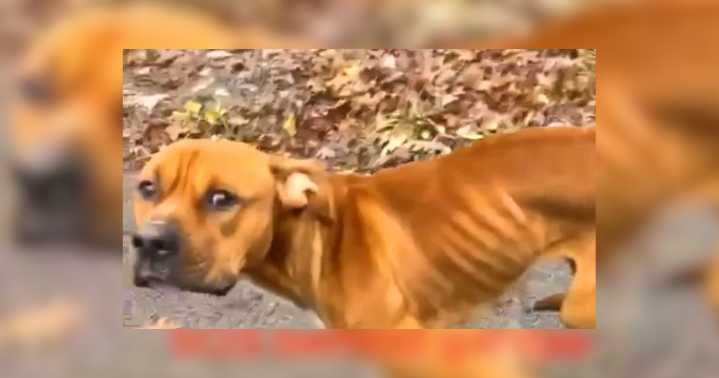 Armstrong County Humane officers seeking information regarding abandoned and starved dog