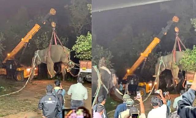 Karkala: Lone wild elephant captured in Kudremukh forest after killing two farmers