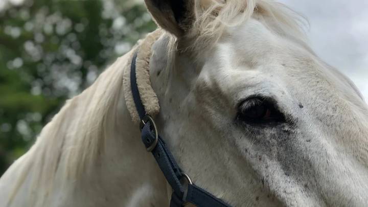 Investigan a servidores públicos en San Gil: habrían participado en cabalgata que dejó un caballo muerto
