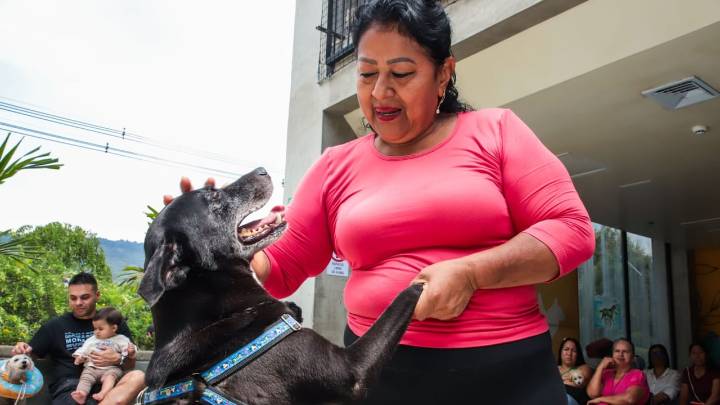Cuide a su mascota: estas son las cinco enfermedades que más afectan a perros y gatos en Cali