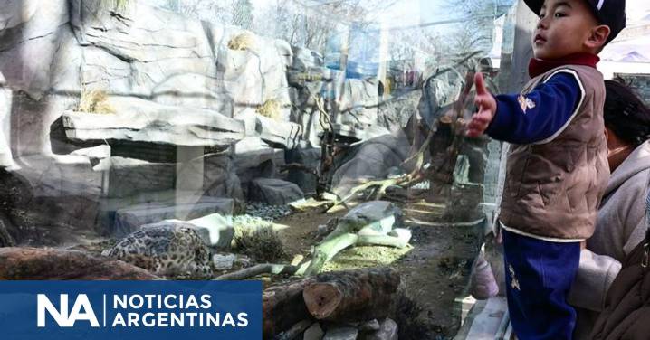 Reapareció renovado el leopardo de las nieves en el Parque de Vida Silvestre de Xining
