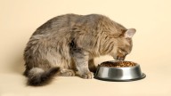 Si das de comer a tu gato así estás cometiendo un error: el aviso importante de una etóloga