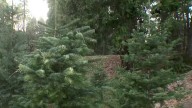 MAP | Where to get a Christmas tree near Sacramento in 2025