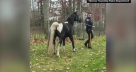 Horse leads police in Monroe Township, New Jersey on wild chase through neighborhood
