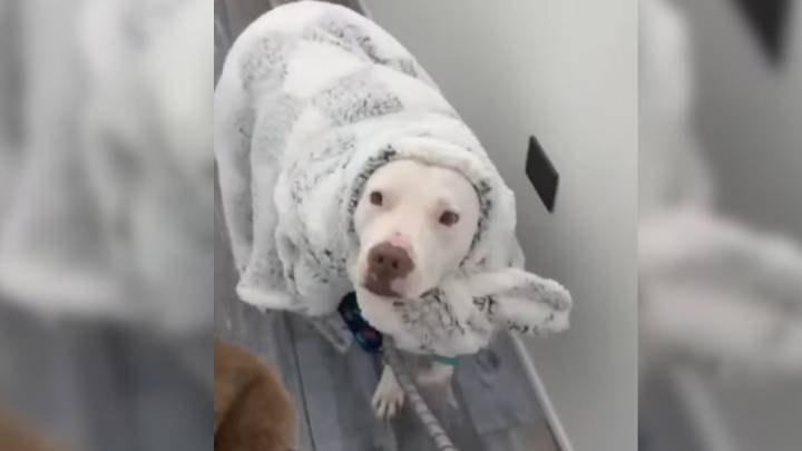 New York Pup’s Emotional Support Blanket Becomes His Only Comfort After Hundreds Of Lonely Nights